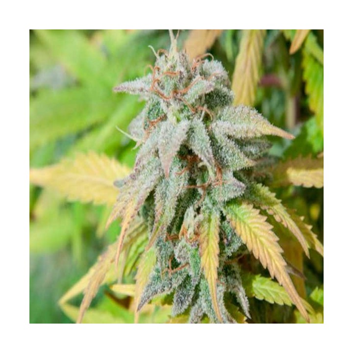 Haze Berry Feminizada de Royal Queen