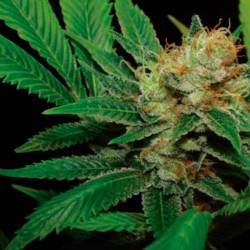 Kali Dog Feminizada de Royal Queen