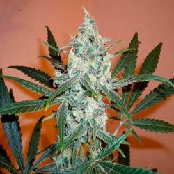 Lemon Shinning Silver Haze Feminizada de Royal Queen