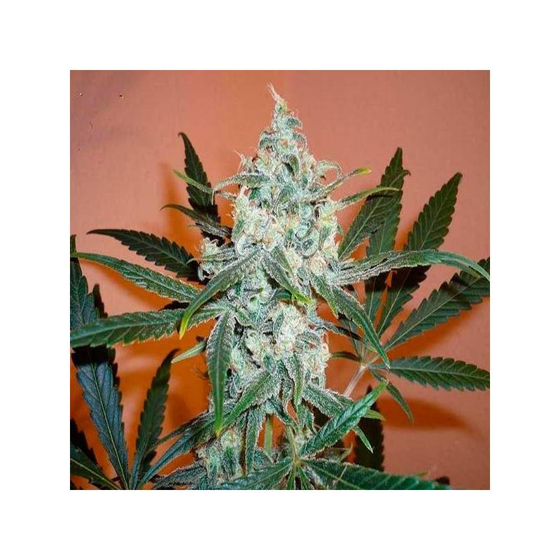 Lemon Shinning Silver Haze Feminizada de Royal Queen