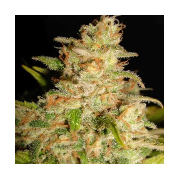 Northern Light Feminizada de Royal Queen