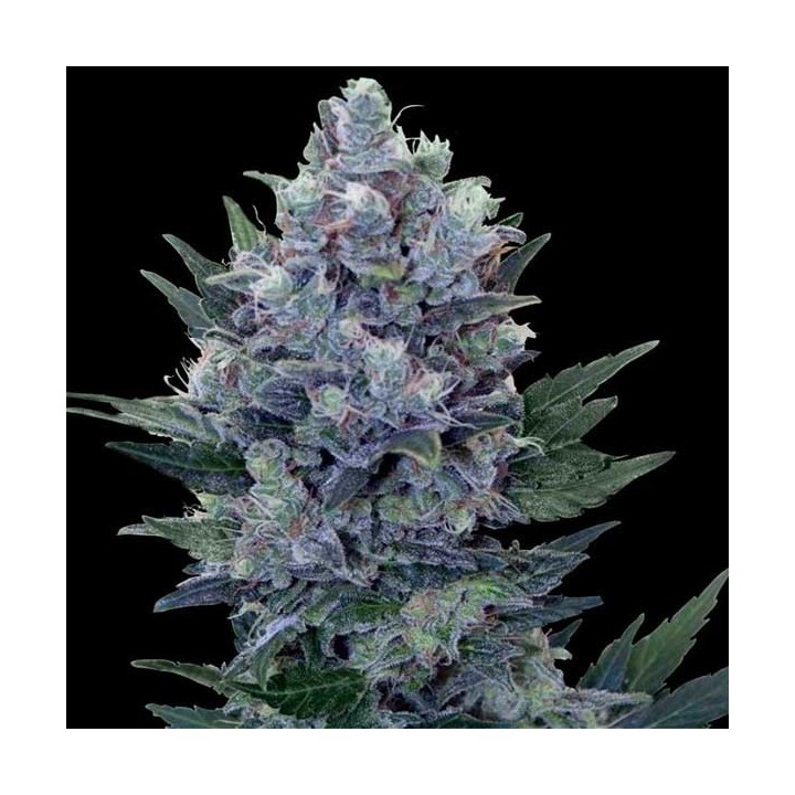 Northern Light Autofloreciente Feminizada de Royal Queen