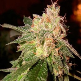 O.G. Kush Feminizada de Royal Queen