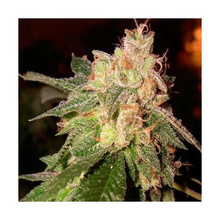 O.G. Kush Feminizada de Royal Queen