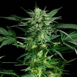 Pineapple Kush Feminizada de Royal Queen