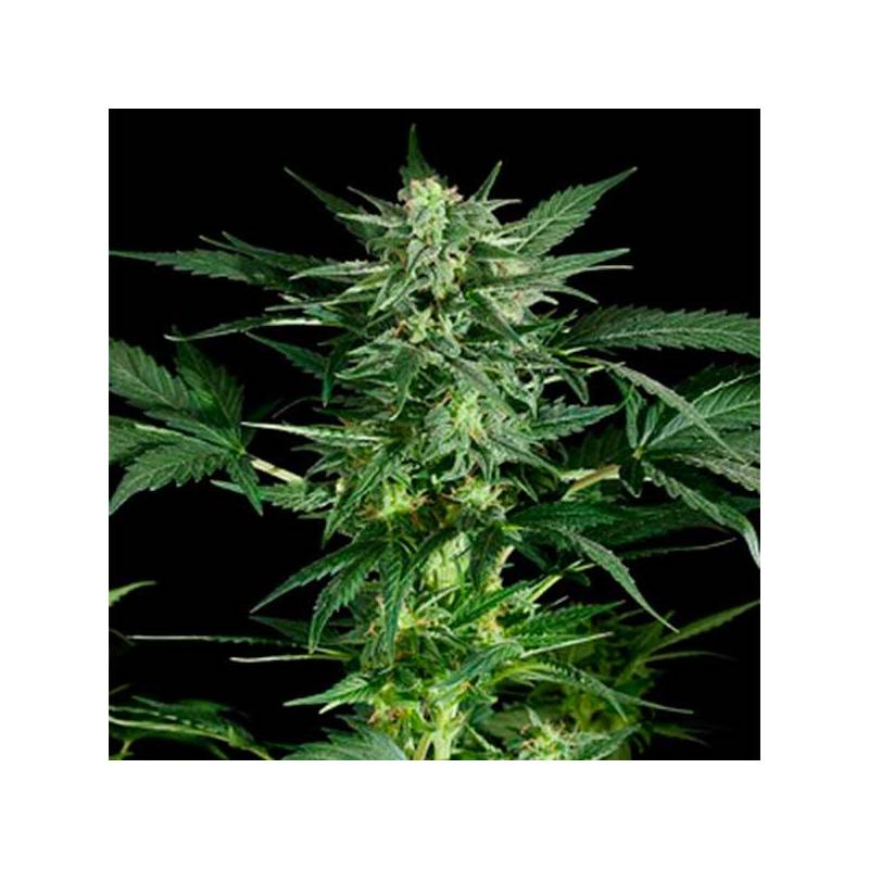 Pineapple Kush Feminizada de Royal Queen