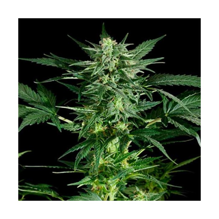 Pineapple Kush Feminizada de Royal Queen