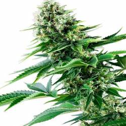 Power Flower