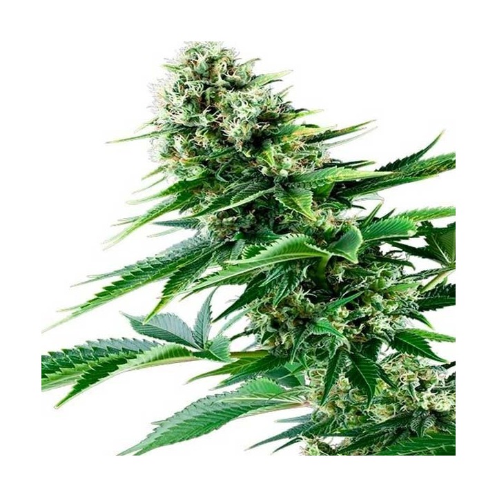 Power Flower Feminizada de Royal Queen