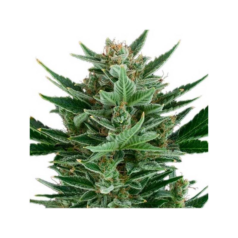 Quick One Feminizada de Royal Queen Quick One Feminizada de Royal Queen