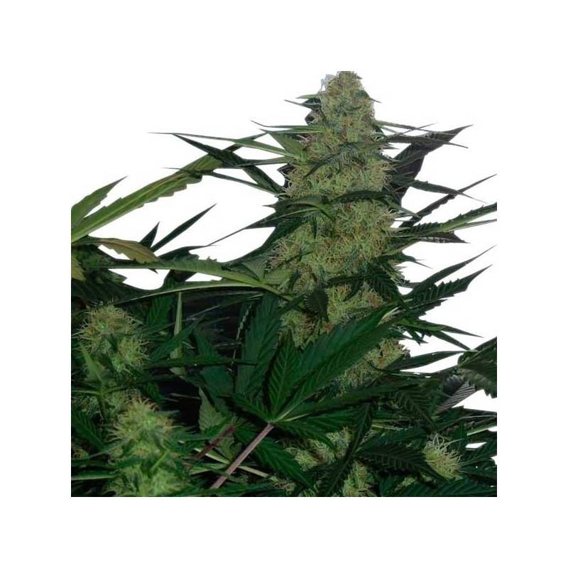 Royal AK Feminizada de Royal Queen Royal AK Feminizada de Royal Queen