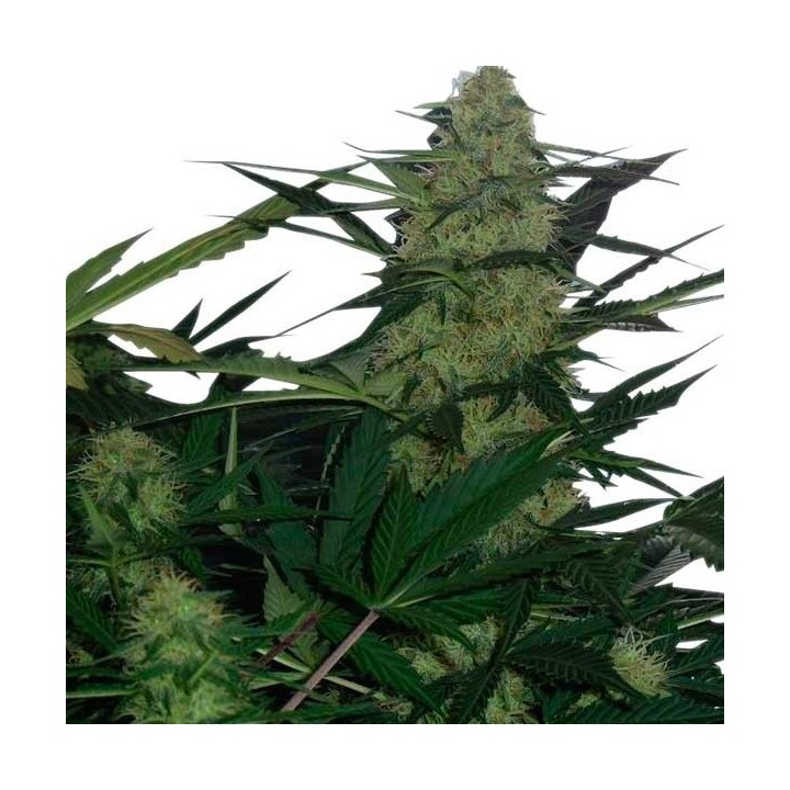 Royal AK Feminizada de Royal Queen