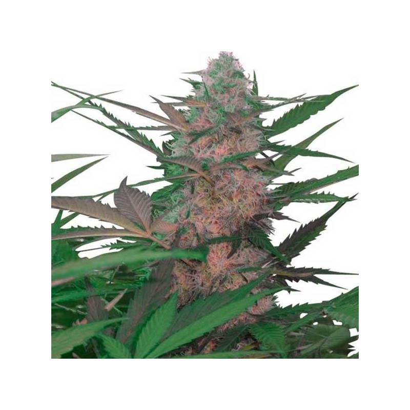 Royal AK Autofloreciente Feminizada de Royal Queen