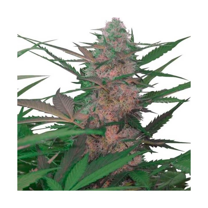 Royal AK Autofloreciente Feminizada de Royal Queen