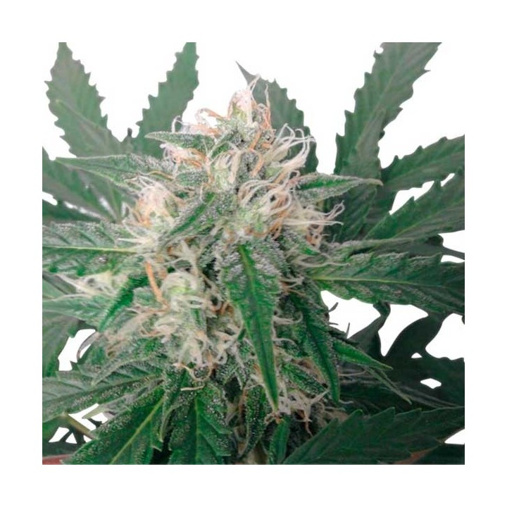 Royal Bluematic de Royal Queen