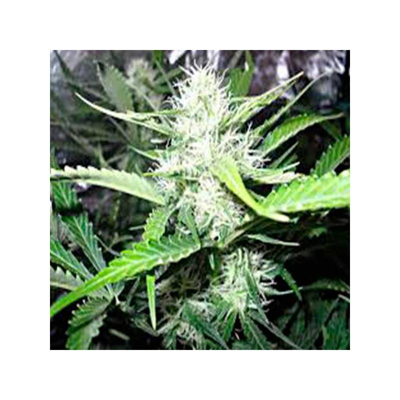 Royal Creamatic Feminizada de Royal Queen