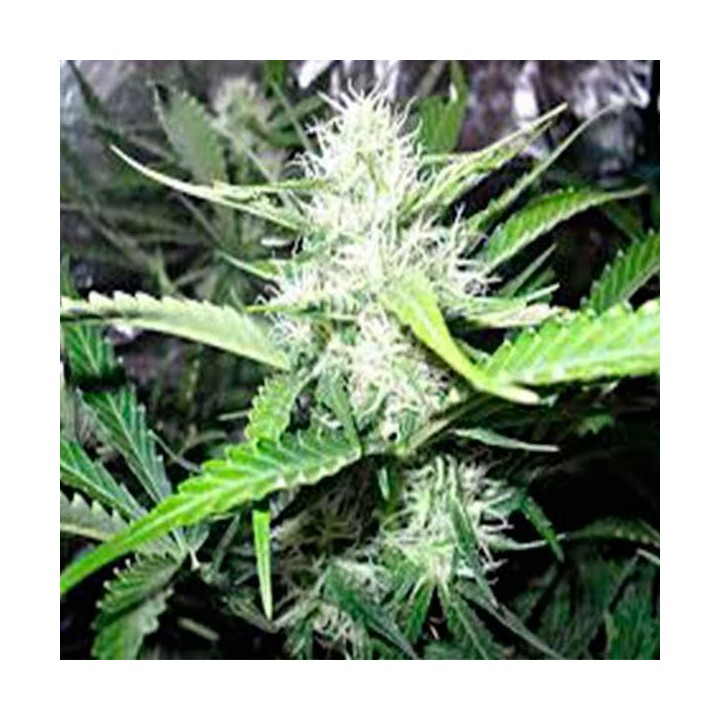 Royal Creamatic Feminizada de Royal Queen