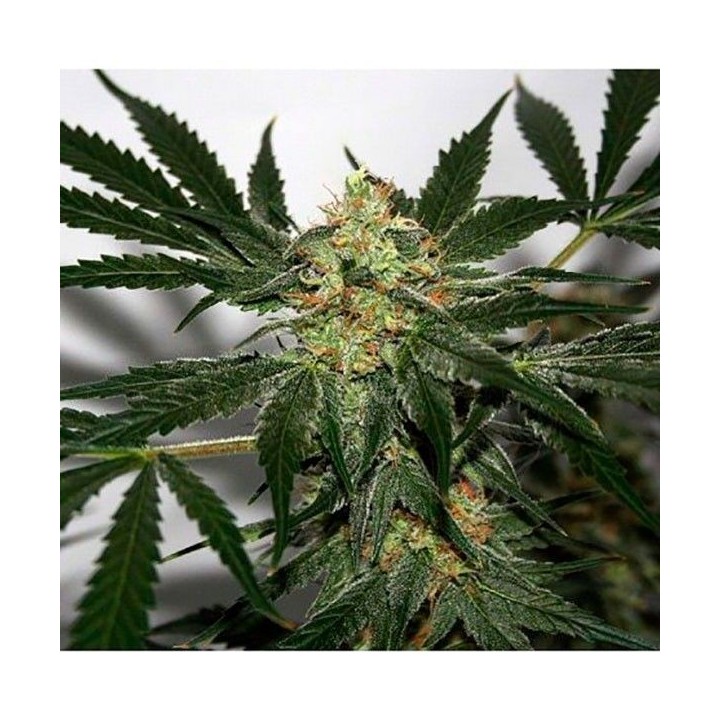 Early Skunk Haze Regular de Mr. Nice