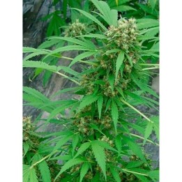 Early Skunk Regular de Mr. Nice