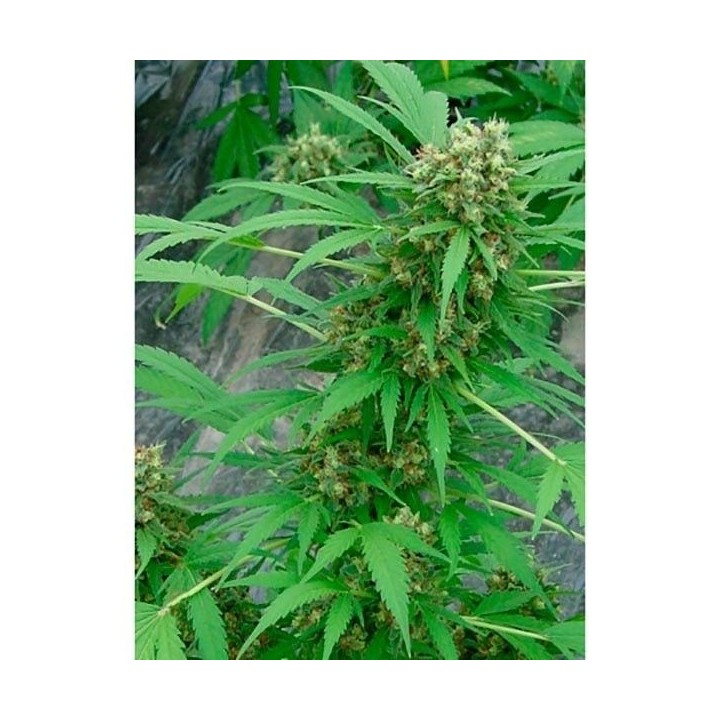 Early Skunk Regular de Mr. Nice