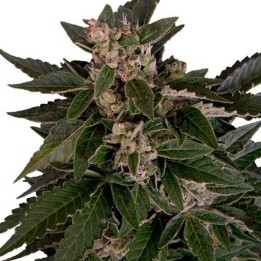 Royal Critical Autofloreciente Feminizada de Royal Queen