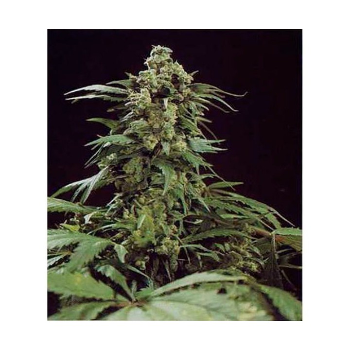 G13 X Skunk Regular de Mr. Nice