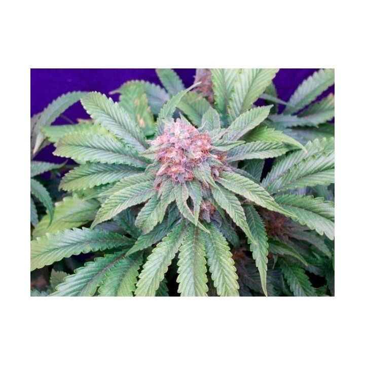 G13 X Widow Regular de Mr. Nice