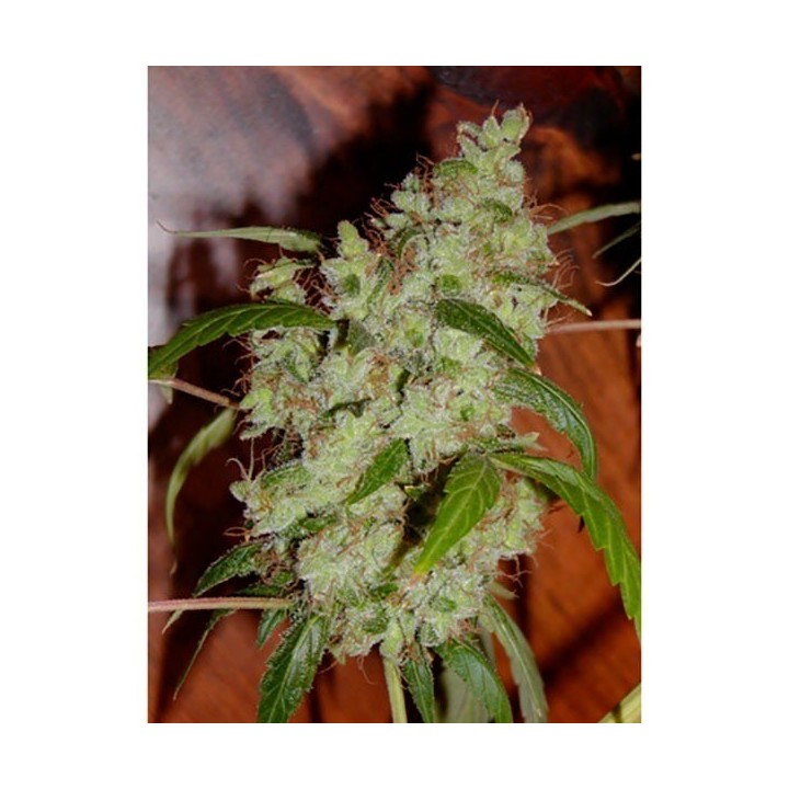 Mango X Widow Regular de Mr. Nice