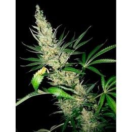 Master Kush X Afghan Haze Regular de Mr. Nice