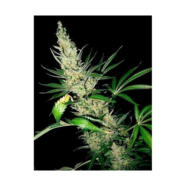 Master Kush X Afghan Haze Regular de Mr. Nice