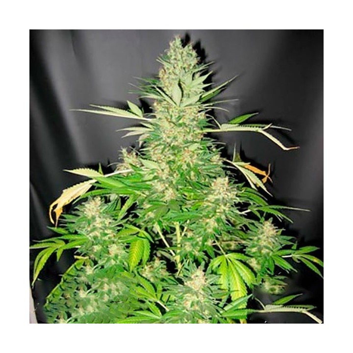 Master Kush X Skunk Regular de Mr. Nice