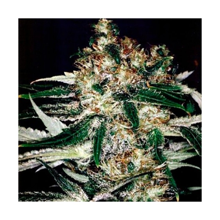 Medicine Man Regular de Mr. Nice