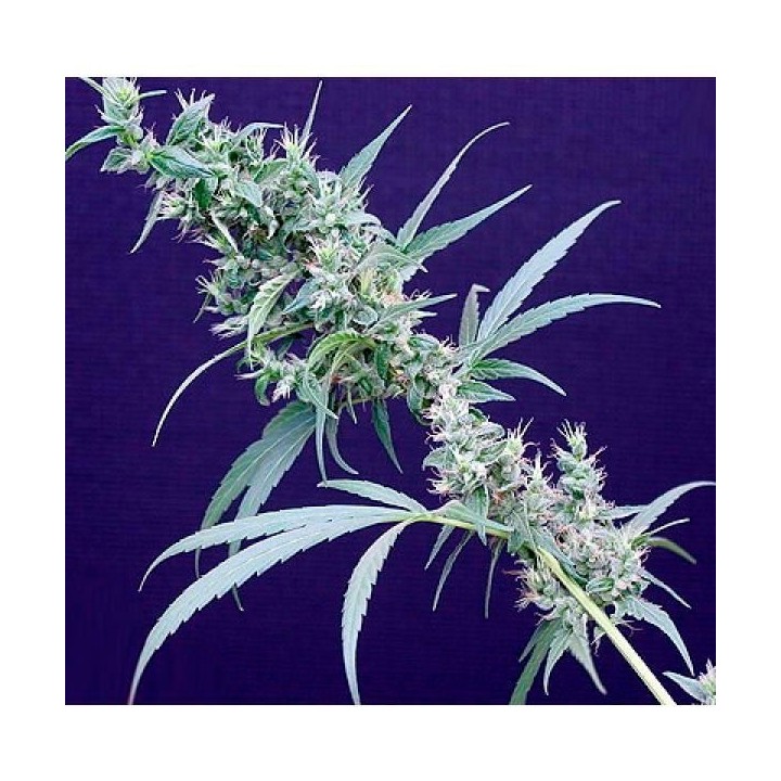 Neville's Haze X Mango Regular de Mr. Nice