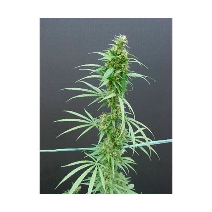 Nevilles Haze Regular de Mr. Nice