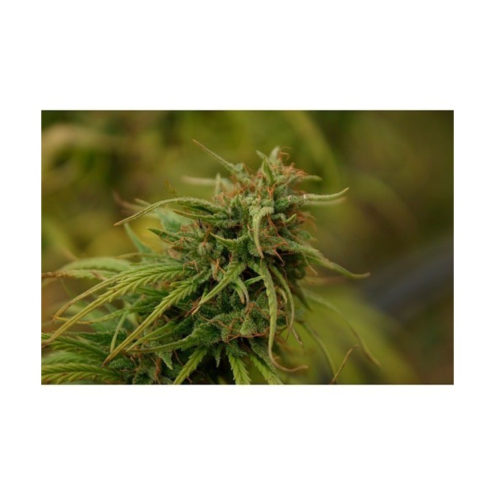 Nevilles Skunk Regular de Mr. Nice