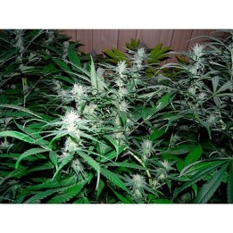 NHS (NL5/Haze X Skunk) Regular de Mr. Nice