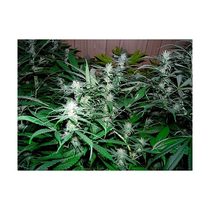 NHS (NL5/Haze X Skunk) Regular de Mr. Nice
