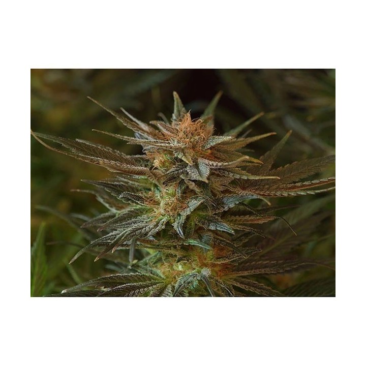 NL5 X Afghan Mr. Nice Regular de Mr. Nice