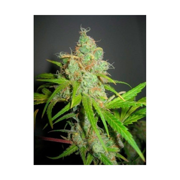 NL5 X Skunk Mr. Nice Regular de Mr. Nice