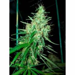 Pink Floyd (Critical Mass X Haze Ac)Regular de Mr. Nice