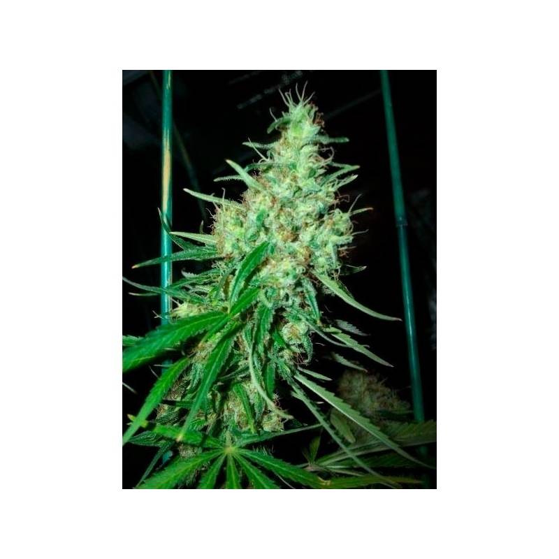 Pink Floyd (Critical Mass X Haze Ac)Regular de Mr. Nice