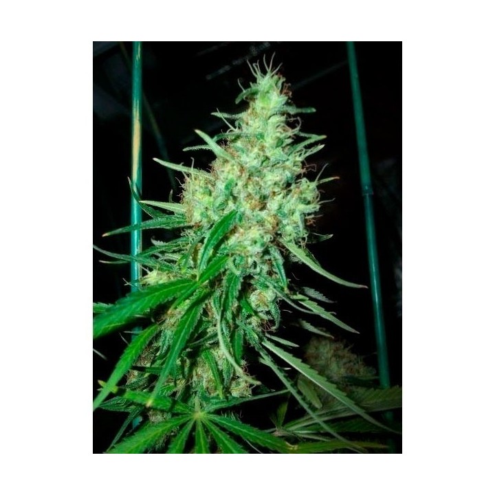 Pink Floyd (Critical Mass X Haze Ac)Regular de Mr. Nice