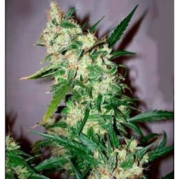 Skunk Haze Regular de Mr. Nice