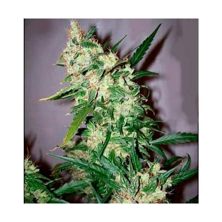 Skunk Haze Regular de Mr. Nice