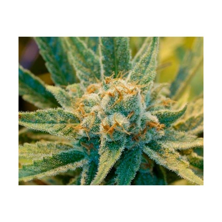 Super Silver Haze Regular de Mr. Nice