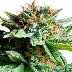 Shining Silver Haze Feminizada de Royal Queen