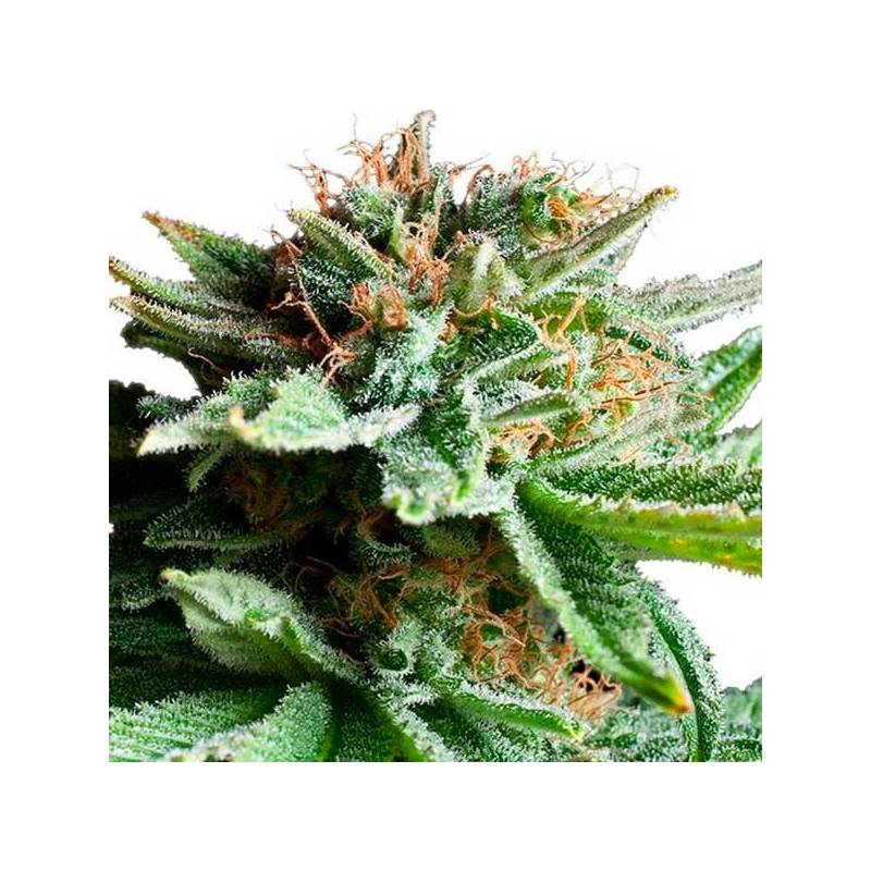 Shining Silver Haze Feminizada de Royal Queen