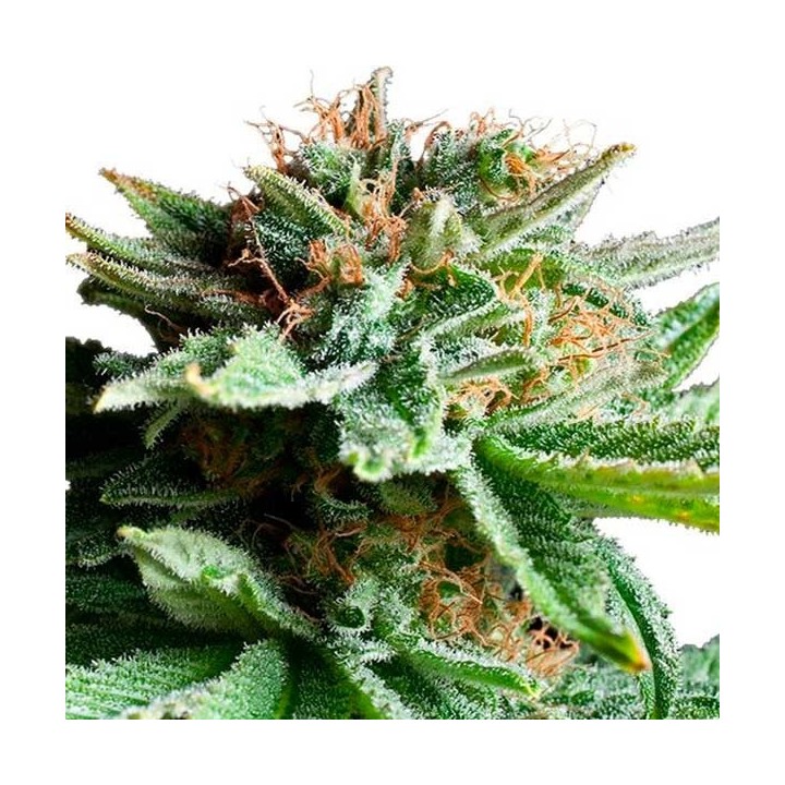 Shining Silver Haze Feminizada de Royal Queen