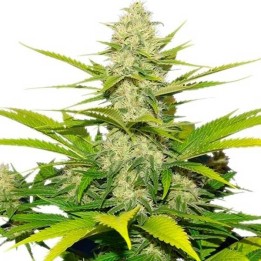 Skunk XL Feminizada de Royal Queen