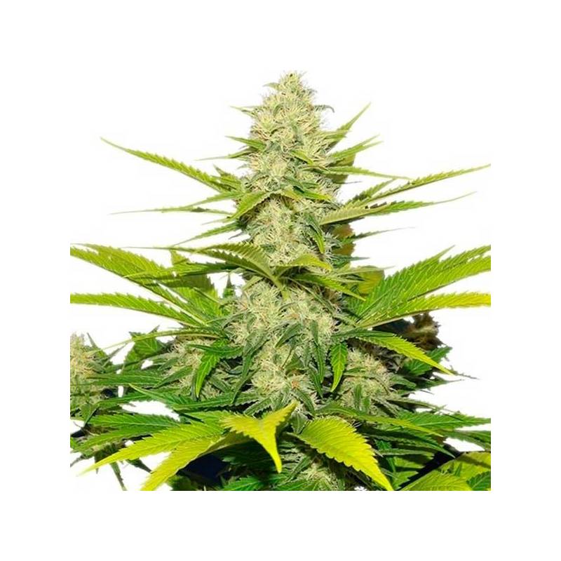 Skunk XL Feminizada de Royal Queen Skunk XL Feminizada de Royal Queen
